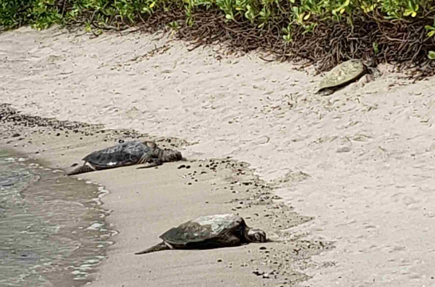 2018-05-18 Honokohau Sea Turtles.jpg
